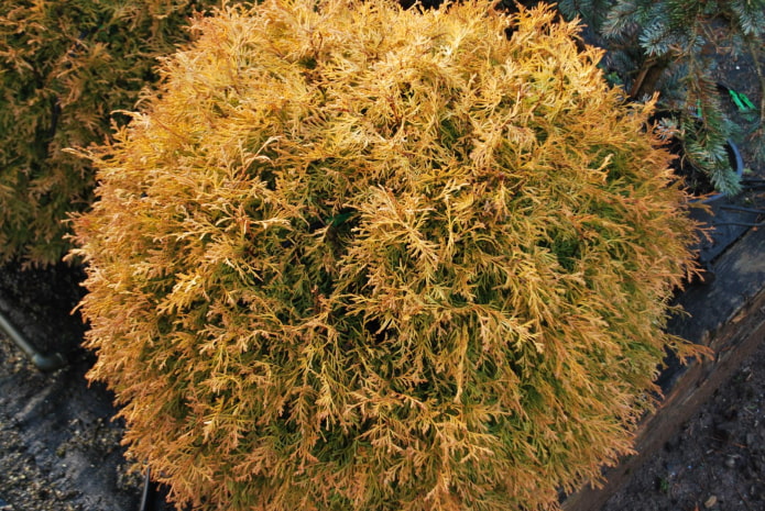 korona thuja reingold