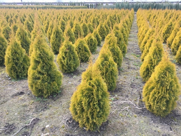 thuja con corona dorada