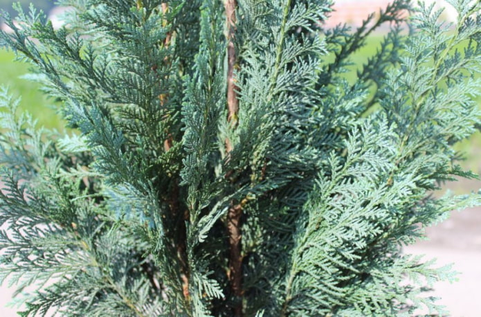 thuja con corona azul