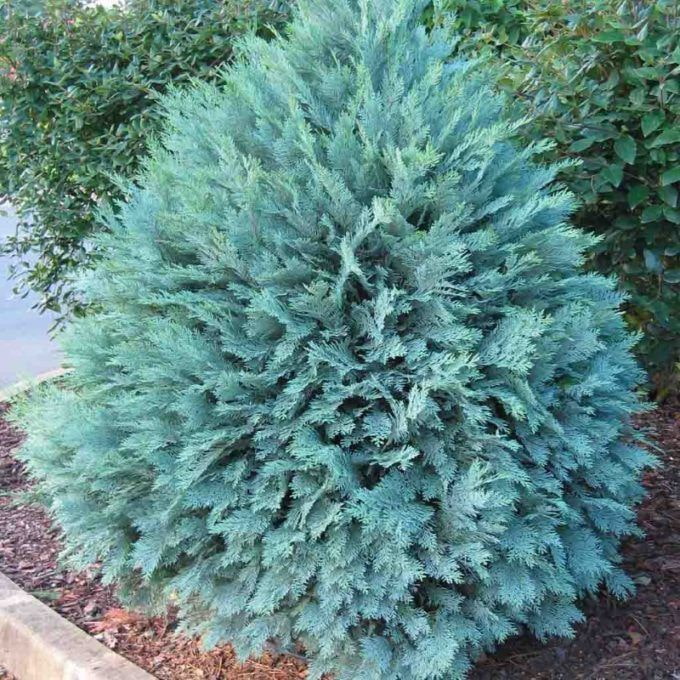 asul na thuja blue con