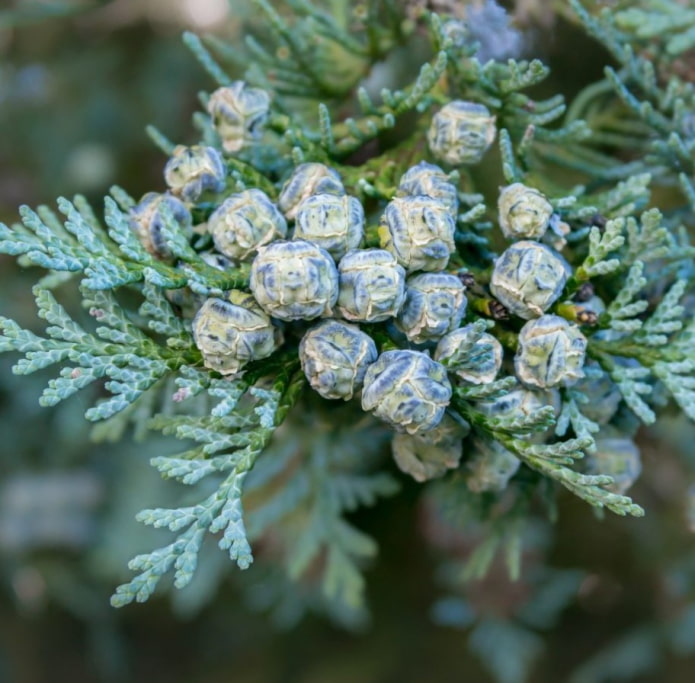 conos de thuja azul