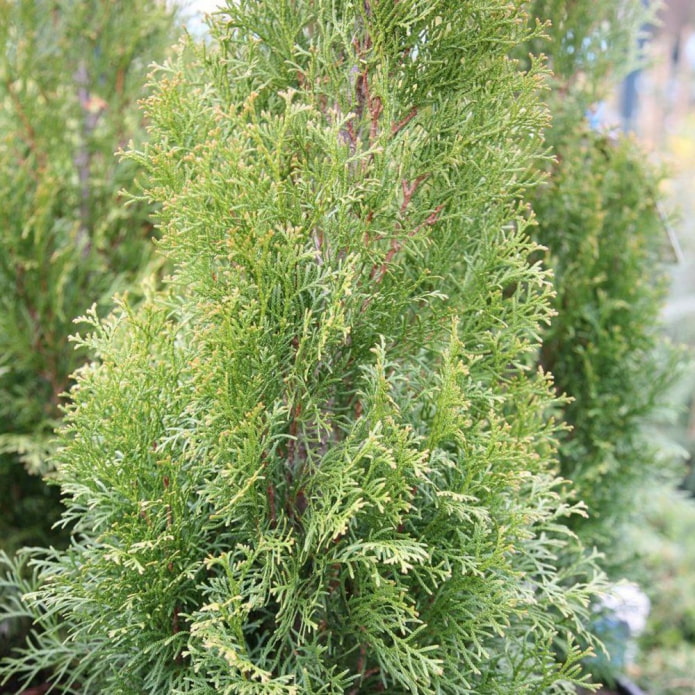 thuja con corona blanca