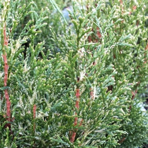 larawan ng thuja white smaragd