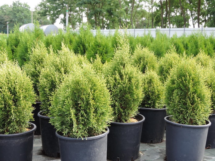 thuja blanca