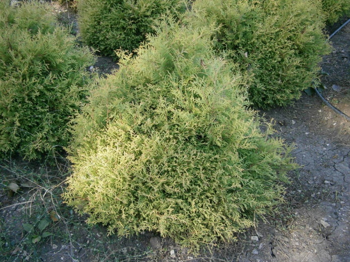 árbol joven thuja ericoides