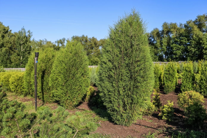 ovoid thuja wagneri