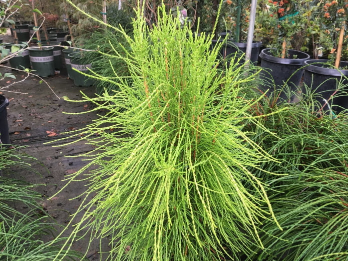 thuja wagneri doblado