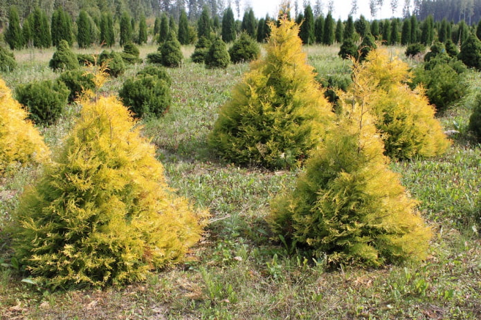 Thuja en forma de cono