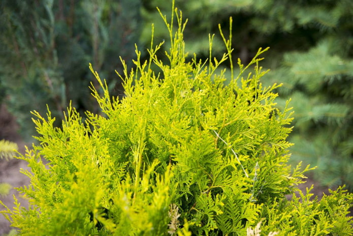 thuja golden brabant