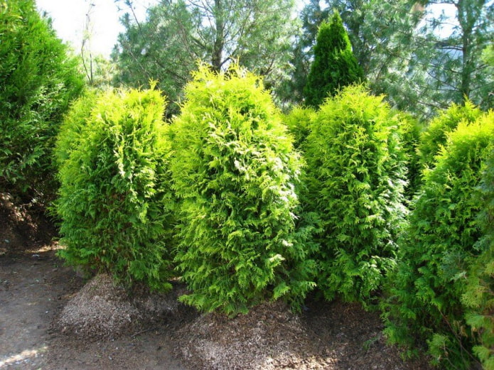 Thuja vareana de rápido crecimiento