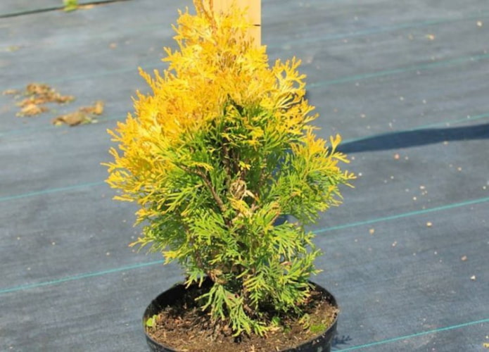 thuja seedling amber