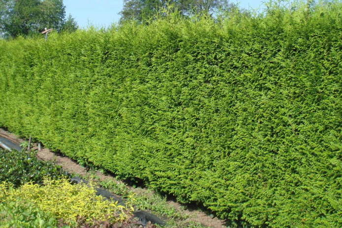 thuja gelderland na bakod