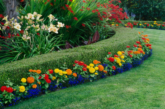 una línea de flores brillantes a lo largo del borde del seto