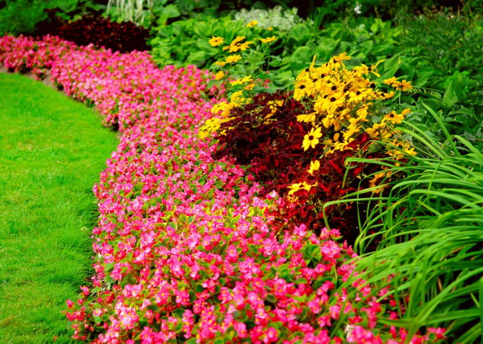 seto de flores rosadas