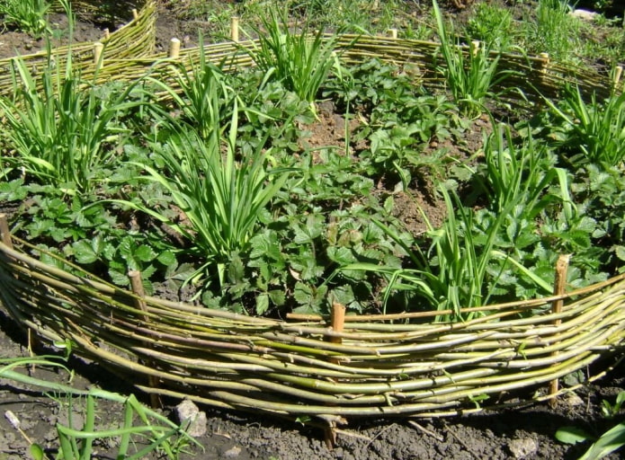 un macizo de flores redondo con un bordillo hecho de ramitas verdes