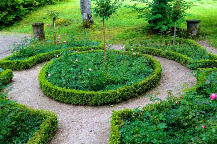 jardín de rosas con seto rectangular