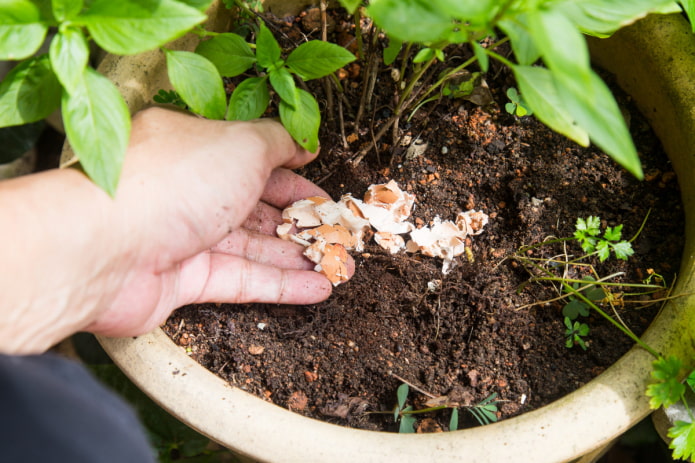 cómo alimentar flores de interior