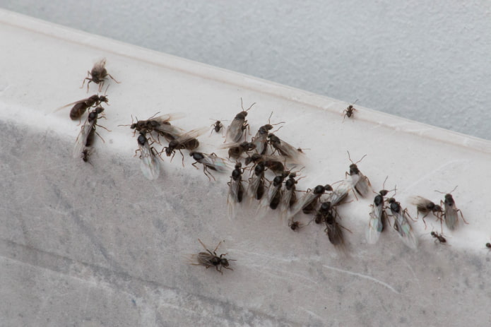 fliegende Ameisen in der Wohnung