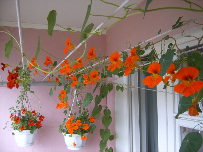 mga uri ng nasturtiums