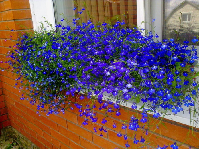 lobelia en el alféizar de la ventana