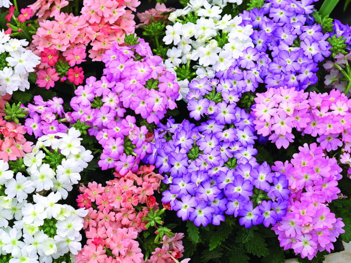 tonos de flores de verbena