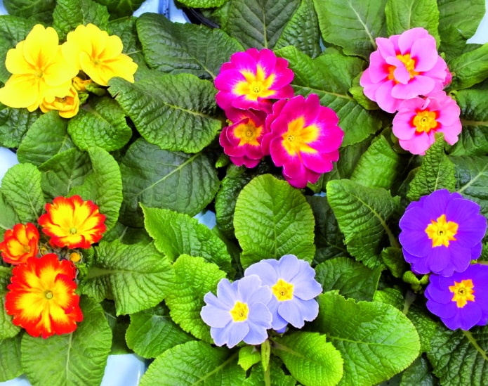 kakulay ng mga bulaklak na primrose