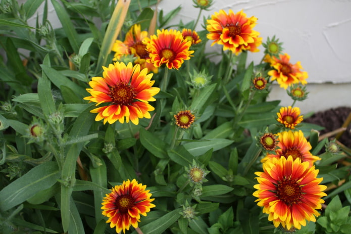 plantas para el balcon sur