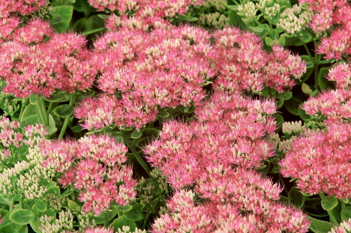 como florece el sedum