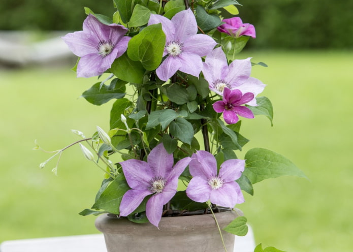 cultivo de clemátide en una olla