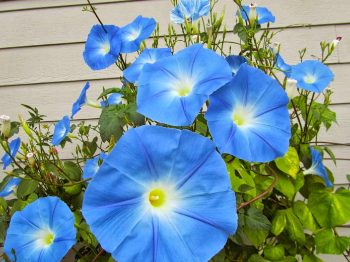 gloria de la mañana azul