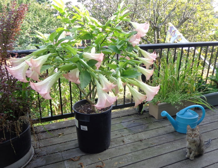 datura en maceta