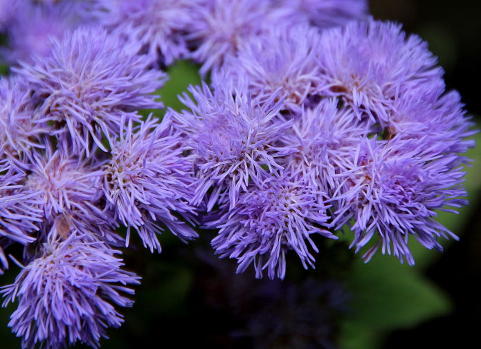 cómo florece ageratum