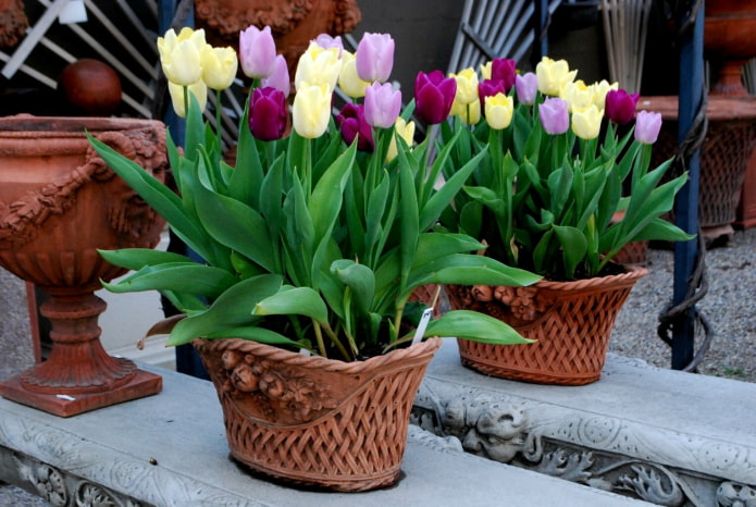 cómo cultivar tulipanes en casa