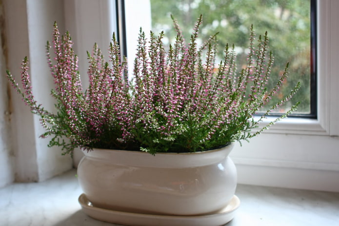 heather sa windowsill