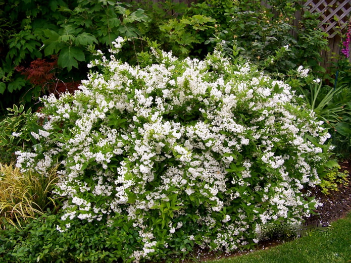 arbusto con flores blancas