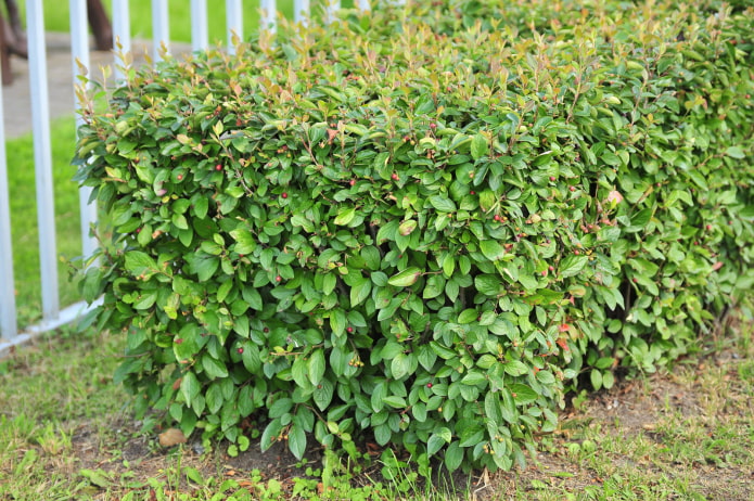 ¿Cómo se ve un cotoneaster?