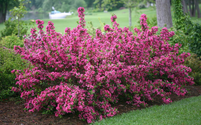 flor de weigela rosa