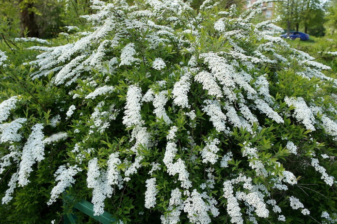 espirea blanca floreciente