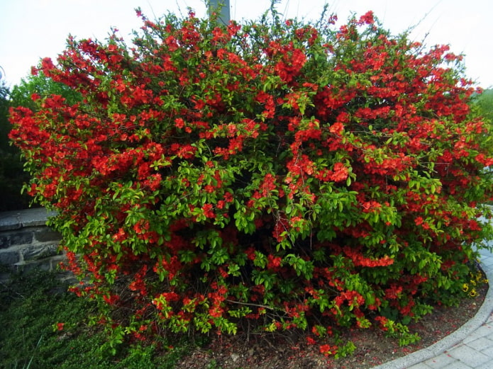 ano ang hitsura ng isang Japanese quince