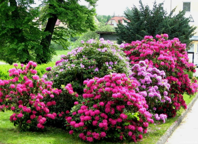 kung saan itatanim ang rhododendron