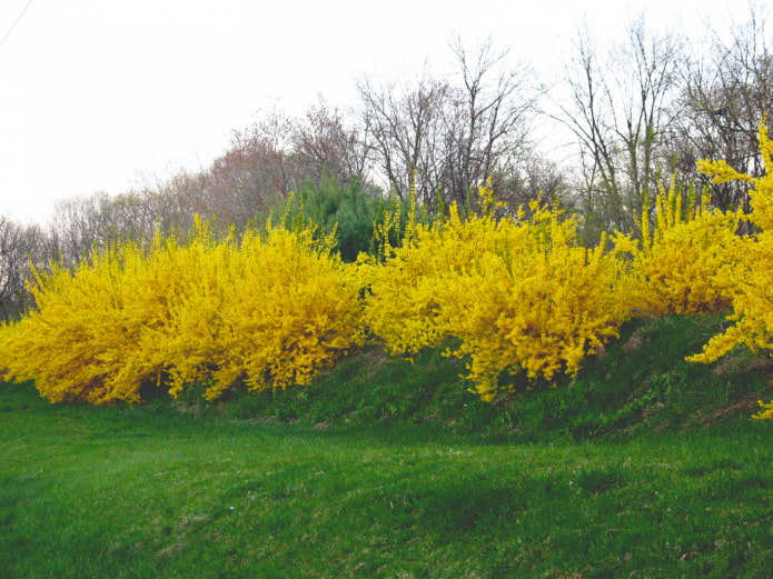 kung paano namumulaklak ang forsythia