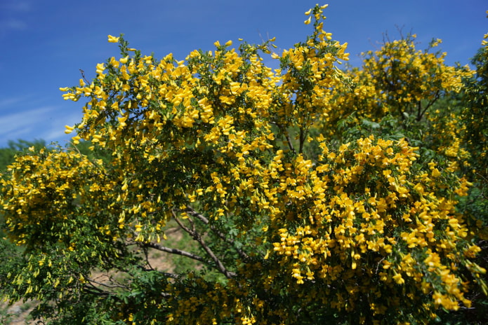 Caragana floreciente