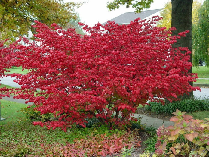 umalis ang euonymus sa taglagas