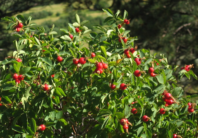 escaramujos en el jardín