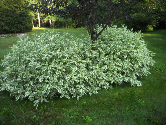 shrub sa hardin na may sari-sari na dahon