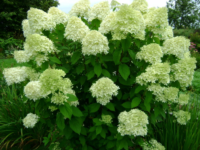 hortensia paniculata en flor