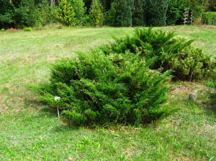 mga larawan ng juniper bush