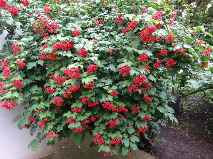 arbusto viburnum con bayas