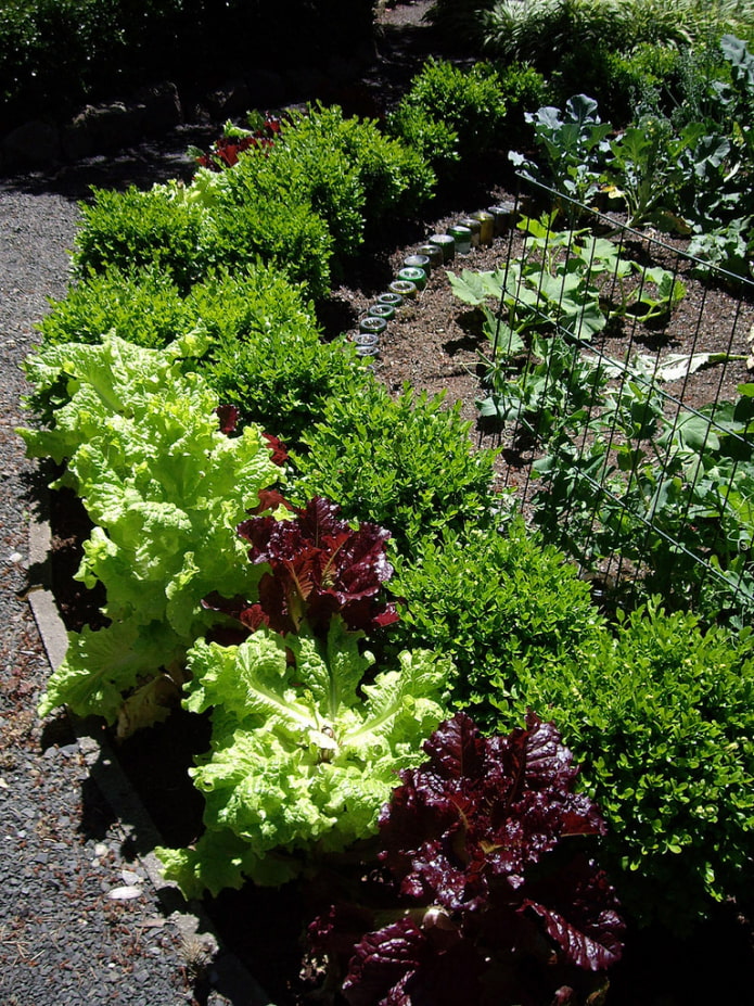 mezcla de verduras