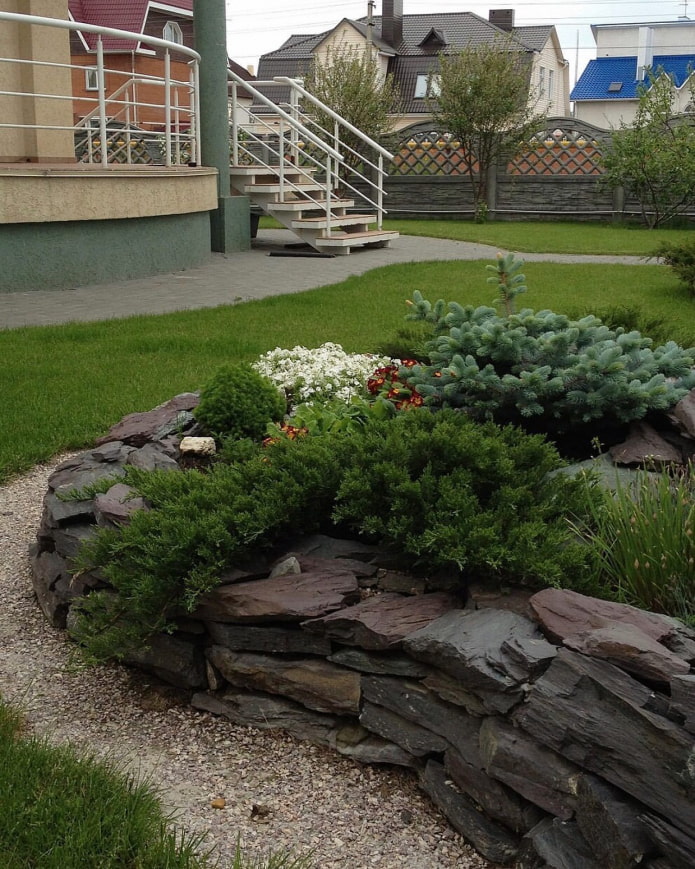 coníferas en un jardín de rocas